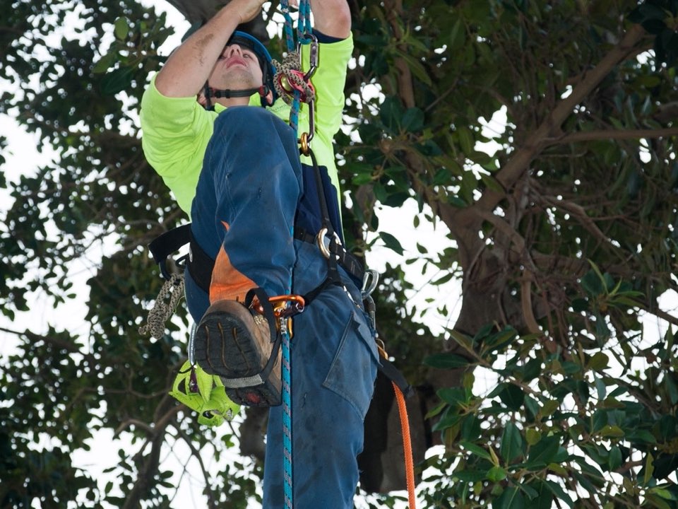 Qualified arborist working in a mature tree during a risk assessment in Lincolnshire