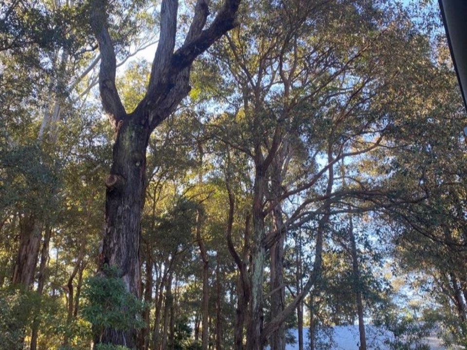 Mature trees in Lincolnshire parkland with a property visible in the background